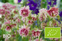 Biologische Akelei - Aquilegia 'Nora Barlow'