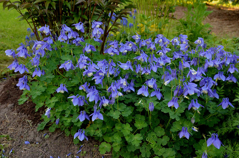 Akelei - Aquilegia flabellata 'Ministar'