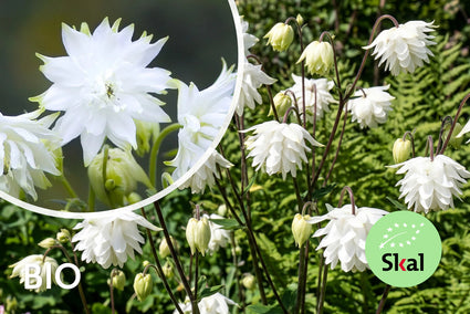 Bio-Akelei - Aquilegia vulgaris 'White Barlow'