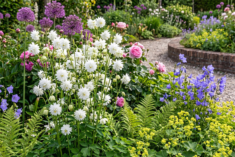 Bio-Akelei - Aquilegia vulgaris 'White Barlow'