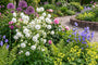 Bio-Akelei - Aquilegia vulgaris 'White Barlow'