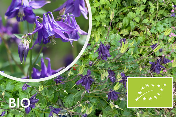 Bio-Wild-Akelei - Aquilegia Vulgaris (einheimisch)