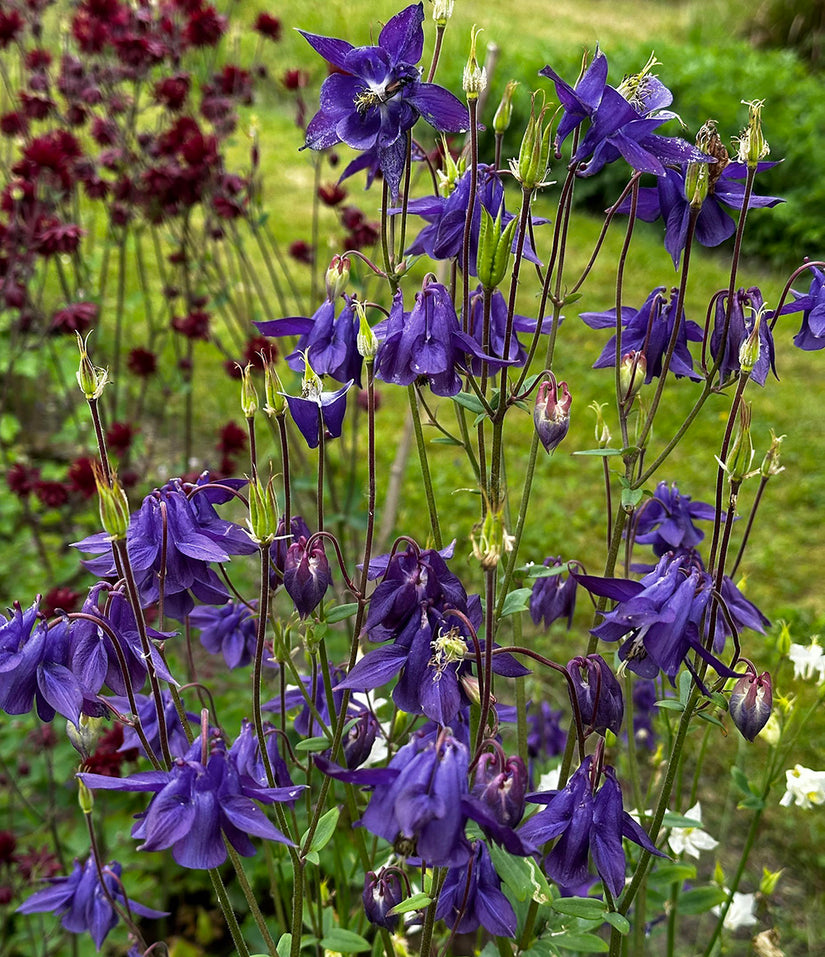 Bio-Wild-Akelei - Aquilegia Vulgaris (einheimisch)