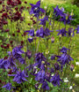 Bio-Wild-Akelei - Aquilegia Vulgaris (einheimisch)