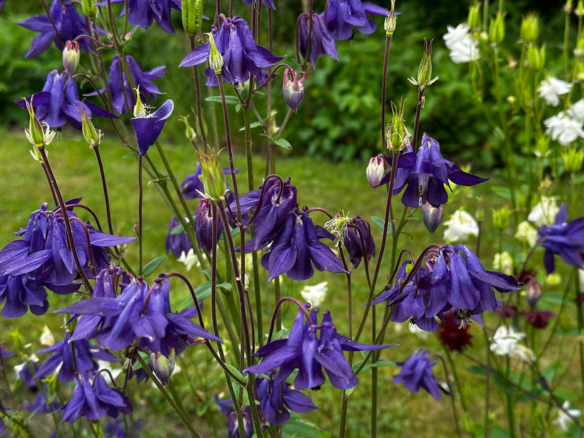 Wilde Akelei (Höhe 70 cm) - Aquilegia vulgaris
