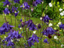 Wilde Akelei (Höhe 70 cm) - Aquilegia vulgaris