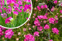 Englisches Gras - Armeria maritima 'Splendens' (auch pro/m2)