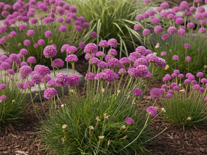 Englisches Gras - Armeria pseudarmeria 'Ballerina Purple Rose'