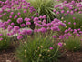 Englisches Gras - Armeria pseudarmeria 'Ballerina Purple Rose'