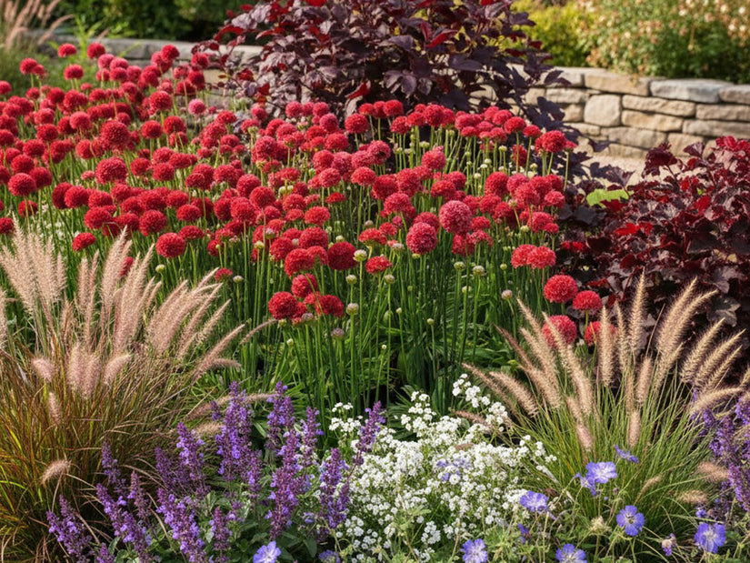 Englisches Gras - Armeria pseudarmeria 'Ballerina Red'