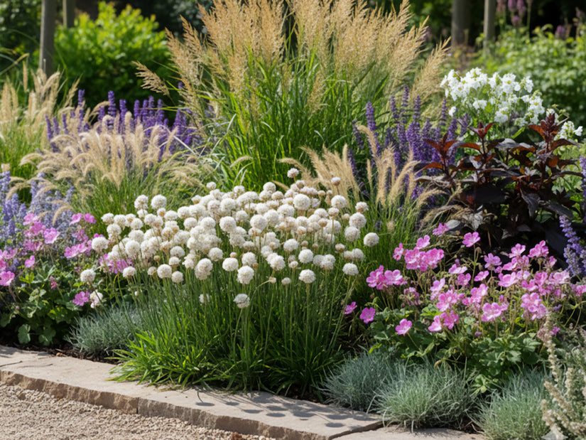 Englisches Gras (Weiß) - Armeria pseudarmeria 'Ballerina white'