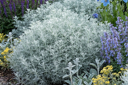 Wermut - Artemisia 'Canescens'