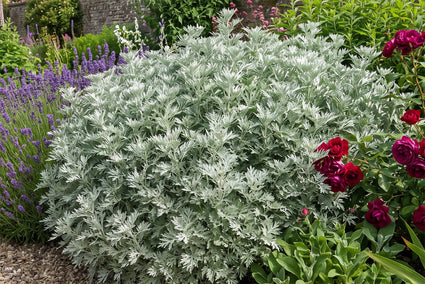 Wermut - Artemisia 'Powis Castle'