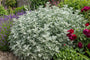 Wermut - Artemisia 'Powis Castle'
