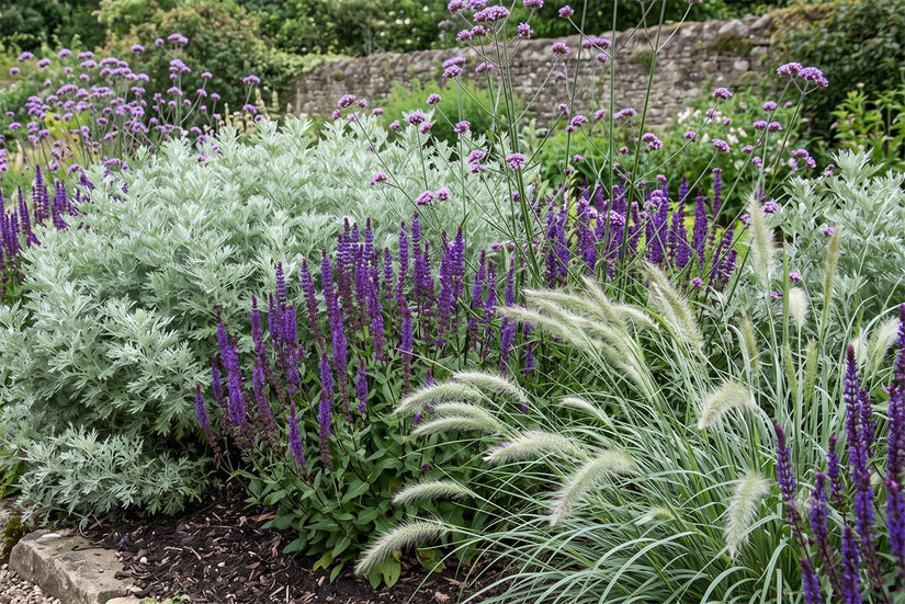 Border met Artemisia 'Powis Castle', Salvia nemorosa, Verbena bonariensis, Pennisetum alopecuroides