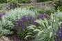 Border met Artemisia 'Powis Castle', Salvia nemorosa, Verbena bonariensis, Pennisetum alopecuroides