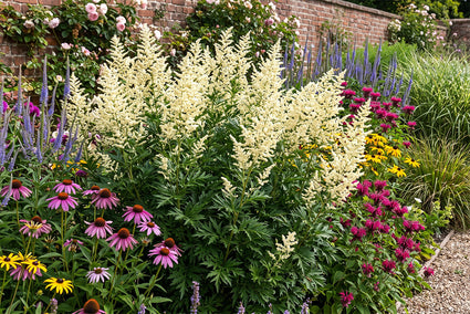 Weißer Beifuß - Artemisia lactiflora