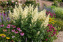 Weißer Beifuß - Artemisia lactiflora
