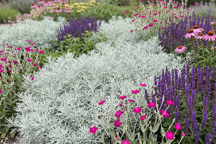 Westlicher Beifuß - Artemisia ludoviciana 'Silver Queen'