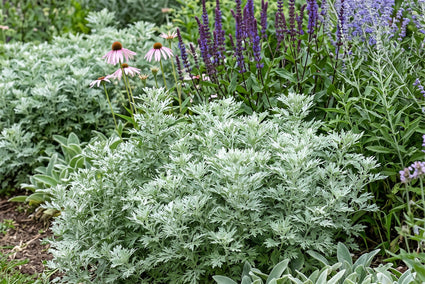 Römischer Alant - Artemisia pontica