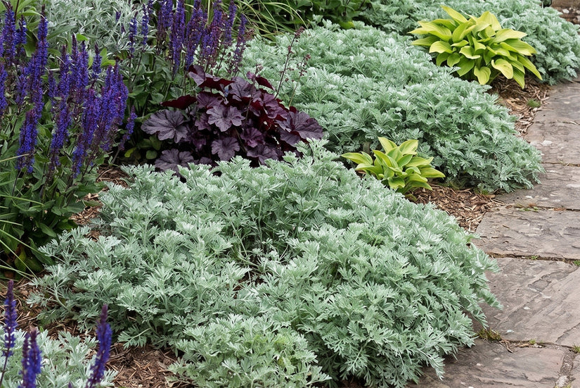 Römischer Alant - Artemisia pontica
