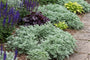 Römischer Alant - Artemisia pontica