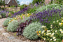 Artemisia schmidtiana 'Nana' met Lavendel (Lavandula angustifolia), Purperklokje en Zonneroosje