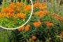 Knollenseidenpflanze - Asclepias tuberosa