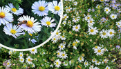 Michaelis Gänseblümchen (Höhe 30 cm)   Aster 'Schneekissen'