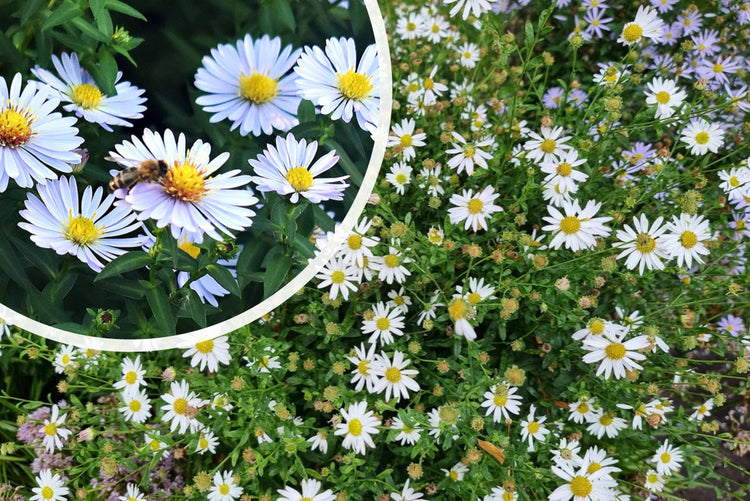 Michaelis-Gänseblümchen (Höhe 30 cm) - Aster 'Schneekissen'