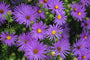 Herbstaster (Aster 'Wood's Purple')