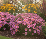 Herbstaster (Höhe 60 cm, Rosa) - Aster amellus 'Rosa Erfüllung'