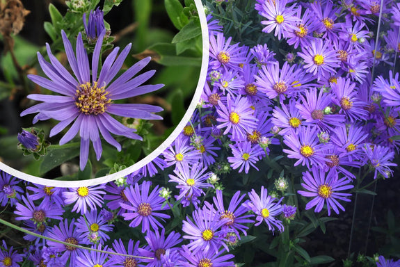 Bergaster (Höhe 70 cm) - Aster amellus 'Rudolph Goethe'