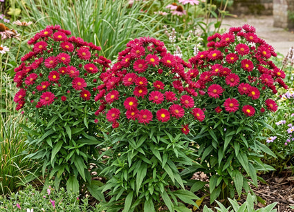 Neue niederländische Aster novi-belgii 'Winston Churchill'