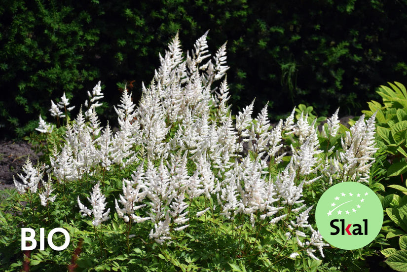 Bio Spirea - Astilbe (A) 'Brautschleier'