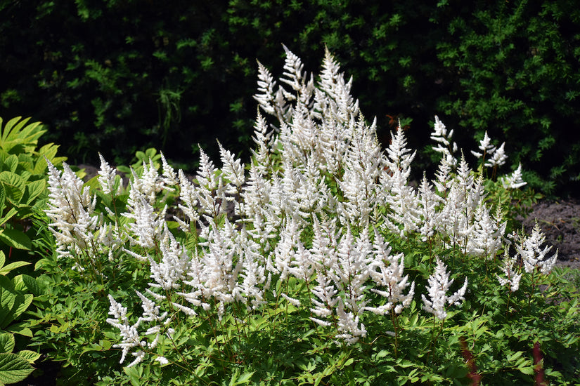 Muskelstrauch - Astilbe 'Brautschleier'