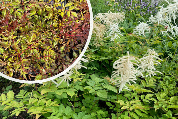 Feder-Astilbe (Weiß) - Astilbe 'Deutschland'