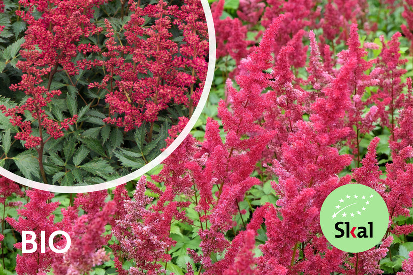 Bio Spirea - Astilbe (A) 'Fanal'