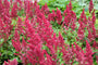 Bio Spirea - Astilbe (A) 'Fanal'