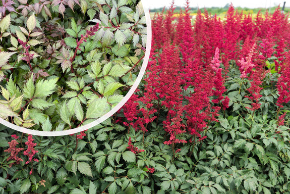 Prachtspiere (Fel rote Blüte) - Astilbe 'Fanal'