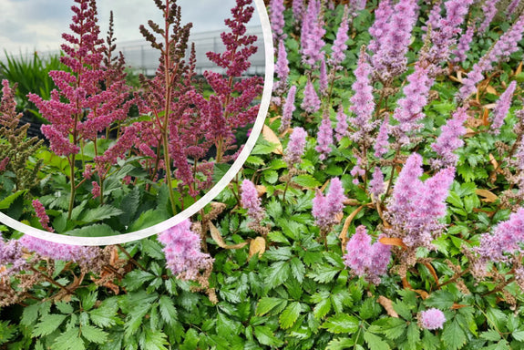 Plume Spirea (Rosa / Lila) - Astilbe chinensis 'Pumila'