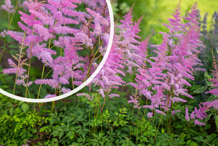 Muskelstrauch - Astilbe chinensis 'Superba' TIPP