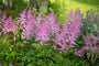 Muskelstrauch - Astilbe chinensis 'Superba' TIPP