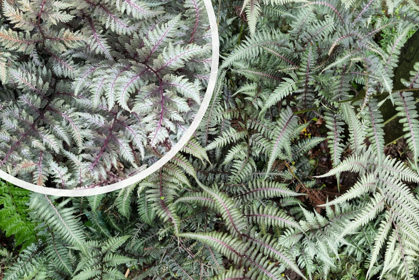 Japanischer Regenbogenfarn - Athyrium niponicum 'Pictum'