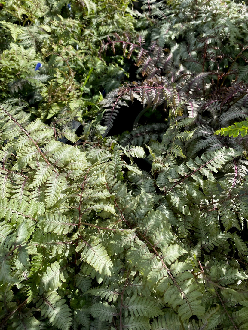 Japanischer Regenbogenfarn - Athyrium niponicum 'Pictum'