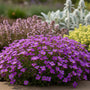 Blaues Kissen - Aubrieta 'Hamburger Stadtpark'