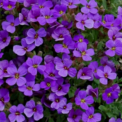 Blaues Kissen - Aubrieta 'Hamburger Stadtpark'