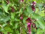 Fasanenbeere - Leycesteria formosa