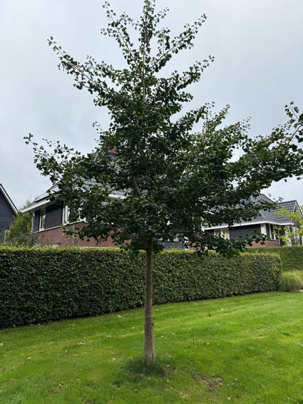 Japanischer Nussbaum - Ginkgo biloba
