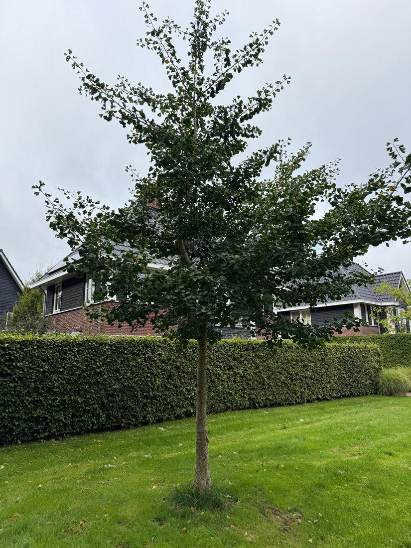 Japanischer Nussbaum - Ginkgo biloba